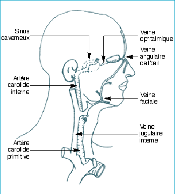 Cordialement la chirurgie vasculeuse astrakhan