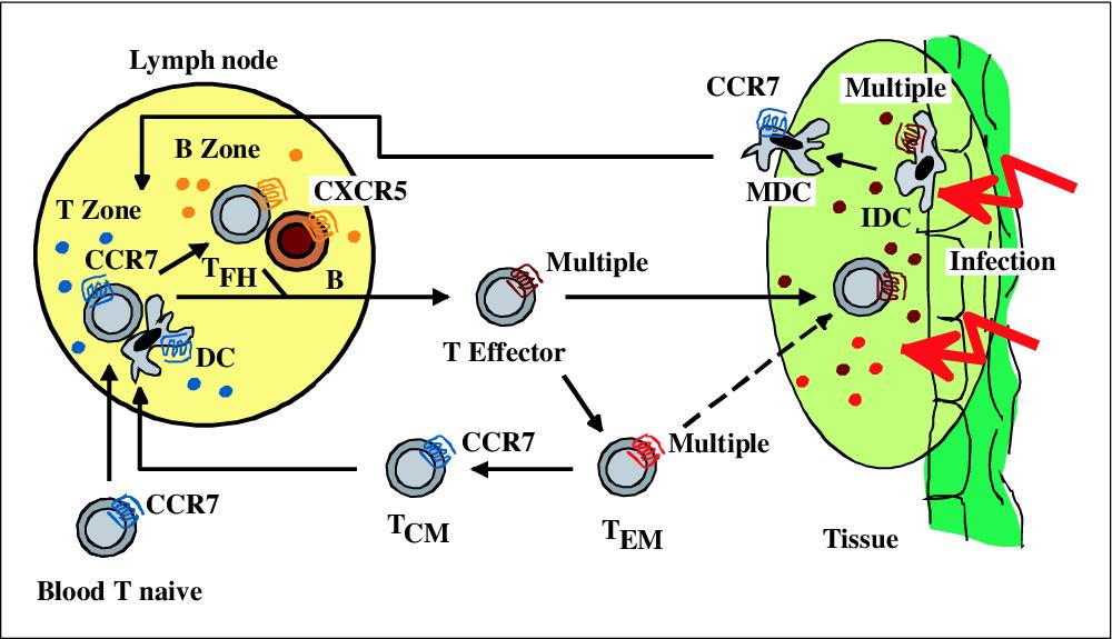dentitic cell and immune networks algorithm comparison T-cells of enormous diversity are first assembled with a genetic rearrangement process and those that recognize self cells are eliminated, and the rest are deployed into the immune system to recognize outside pathogens. dentitic cell and immune networks algorithm comparison T-cells of enormous diversity are first assembled with a genetic rearrangement process and those that recognize self cells are eliminated, and the rest are deployed into the immune system to recognize outside pathogens.