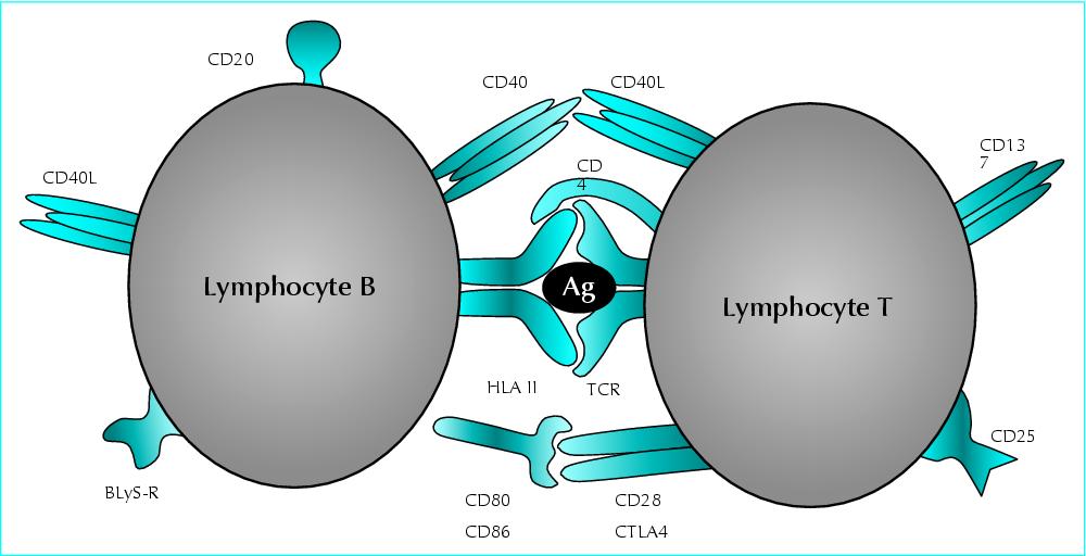 lymphocyte b et t différence