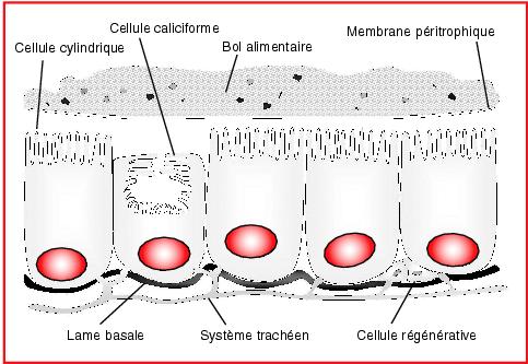 La maladie de la peau le psoriasis de la photo