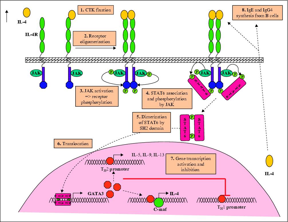 Enzyme Linked Receptors