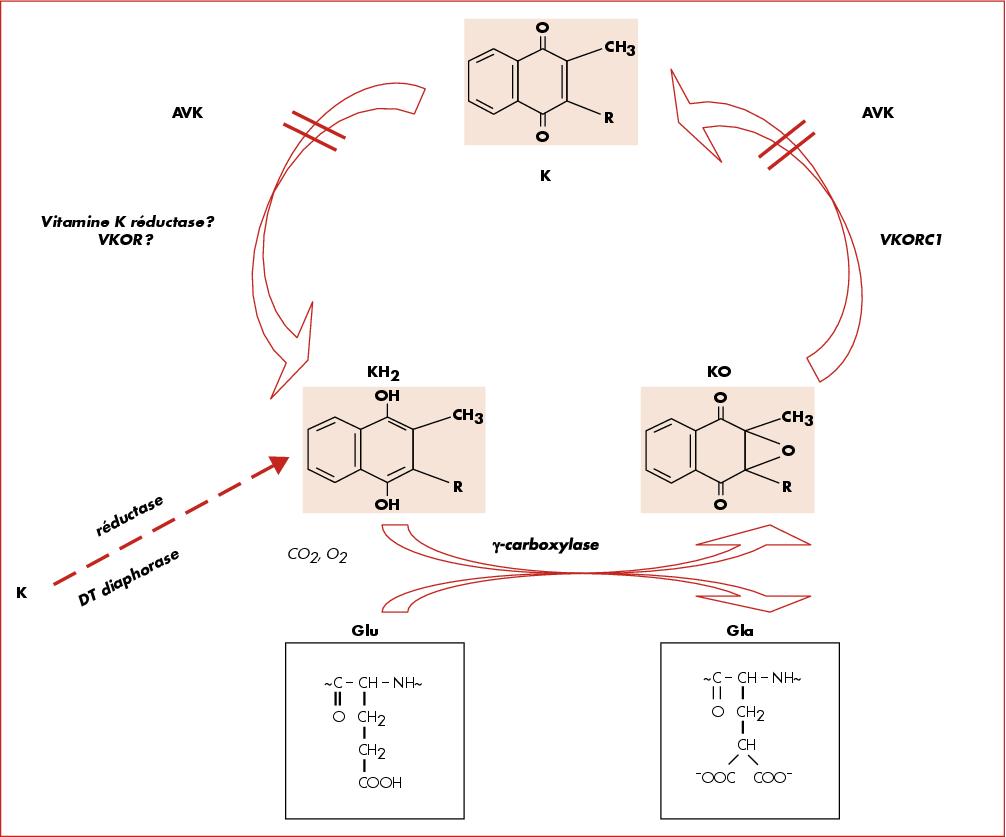 John Libbey Eurotext Hématologie Vitamin K metabolism