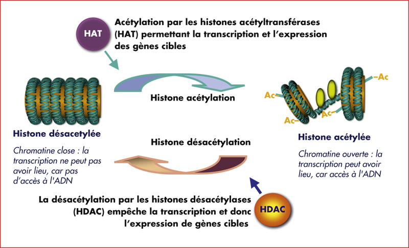 textes myelome textes myelome