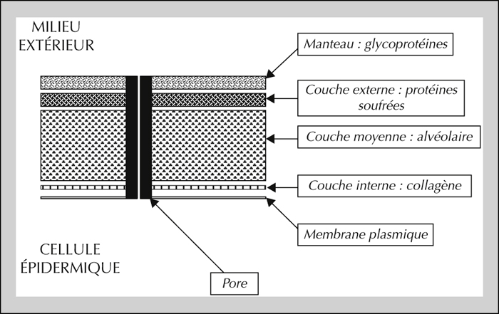 Les moyens des helminthes pour les gens du large