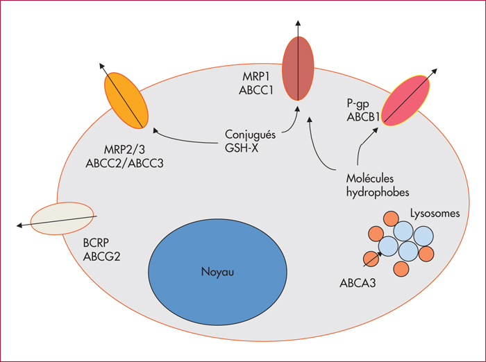 Ace Inhibiters And Viagra