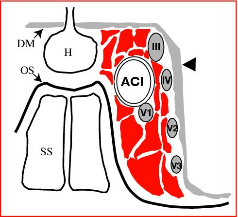 trou occipital