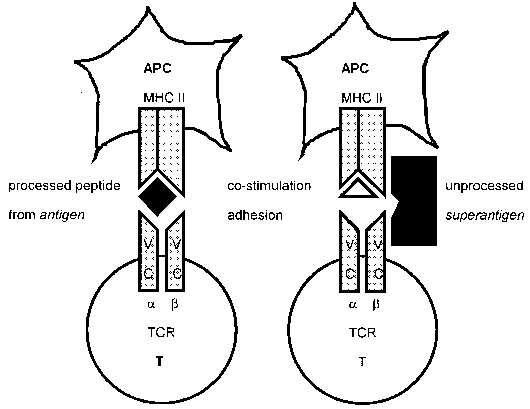 PDF] Pregledni znanstveni članek SUPERANTIGENS - Semantic Scholar