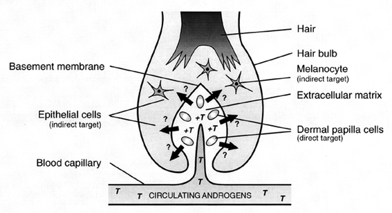 John Libbey Eurotext - European Journal of Dermatology - Do ...