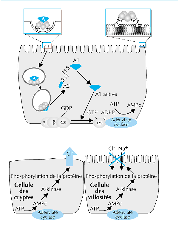 Toxine cholerique, A-B Toxin Exotoxin Animation Video human papillomavirus 16+18 age