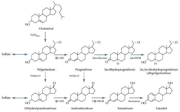 The Most Effective Ideas In acheter steroide avec cb