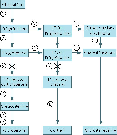 hyperplasie congenitale des surrenales