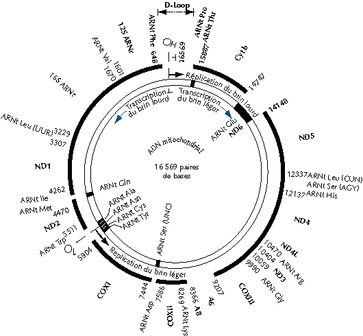 L ADN MITOCHONDRIAL DOWNLOAD L ADN MITOCHONDRIAL DOWNLOAD
