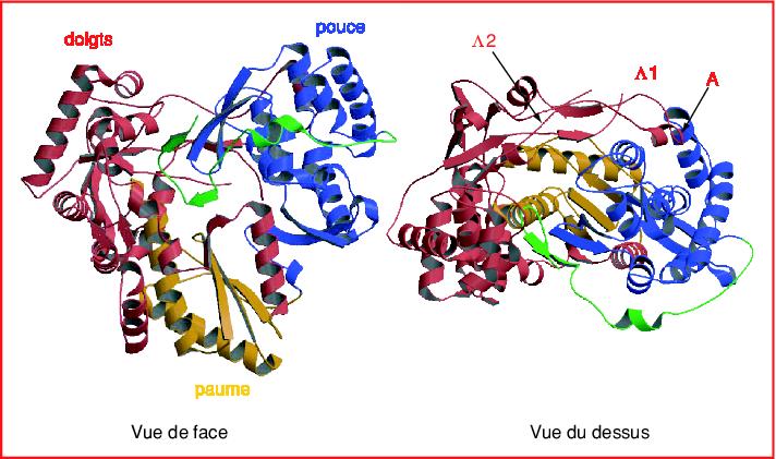 John Libbey Eurotext - Virologie - Analyse structurale de l’ARN ...