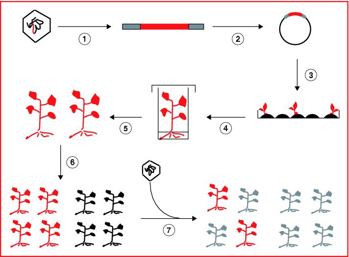 John Libbey Eurotext Virologie Les Plantes Transgeniques Et La Lutte Contre Les Virus Phytopathogenes Etat De L Art Et Perspectives