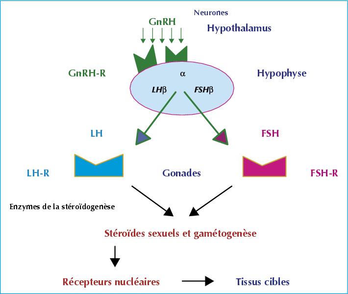axe hypothalamo hypophyso gonadique