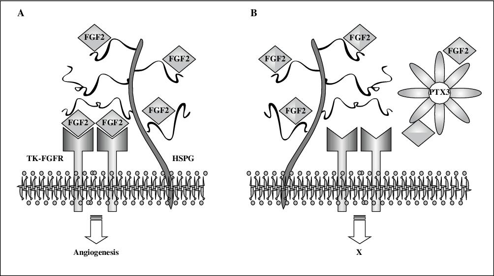 John Libbey Eurotext European Cytokine Network Anti Fgf2 Approaches As A Strategy To Compensate Resistance To Anti Vegf Therapy Long Pentraxin 3 As A Novel Antiangiogenic Fgf2 Antagonist