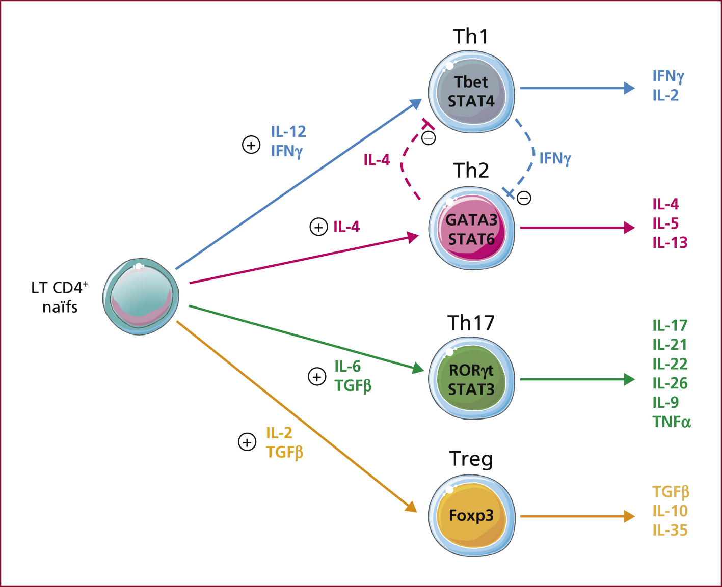 lymphocytes t régulateurs - lymphocyte t effecteur