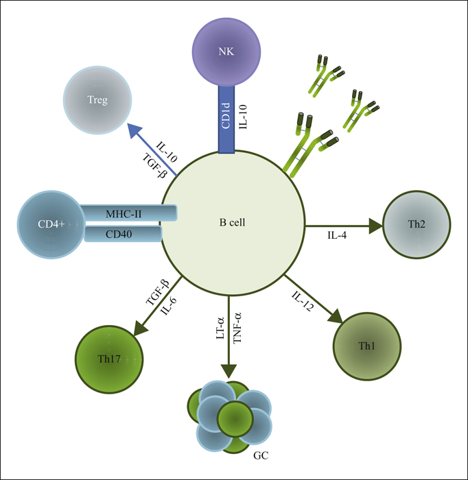 John Libbey Eurotext European Cytokine Network B Cell Derived Cytokines In Disease