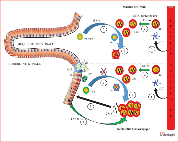 John Libbey Eurotext  Virologie  Cytomégalovirus et maladies