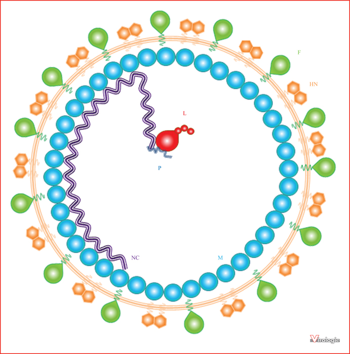 John Libbey Eurotext Virologie Mumps Virus A Comprehensive Review