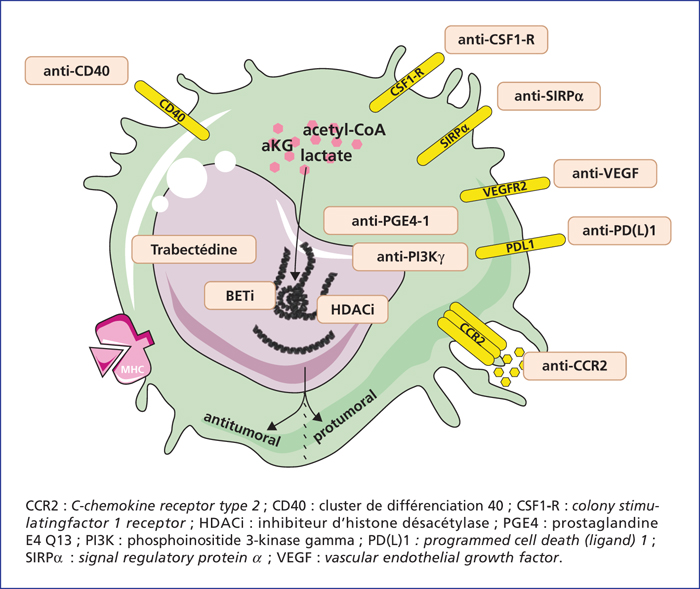 John Libbey Eurotext Innovations Therapeutiques En Oncologie Macrophages Associated With Tumours New Therapeutic Targets