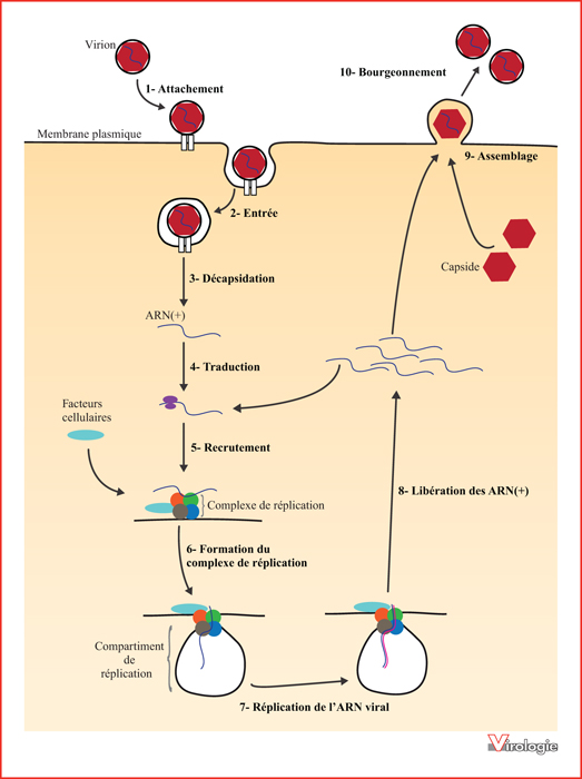 John Libbey Eurotext Virologie Architecture Et Biogenese Des Organelles De Replication Des Virus A Arn De Polarite Positive