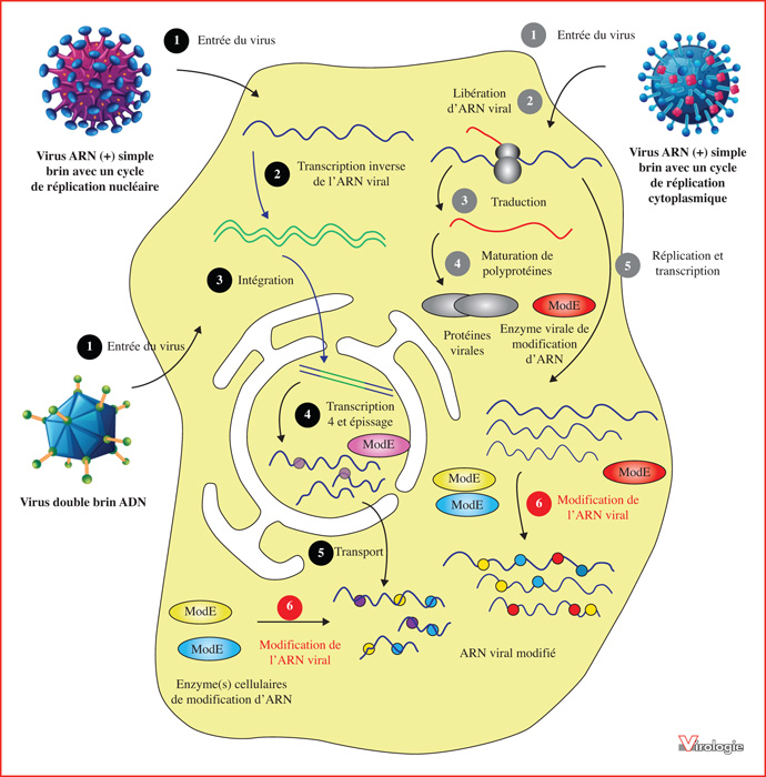 John Libbey Eurotext  Virologie  Détection et fonctions des