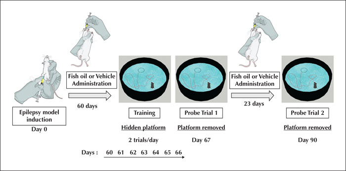 Spatial memory deficits in epileptic mice a. Morris water maze task.